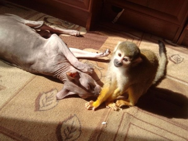 «Иногда даже забываем, что он не человек». Какие экзотические животные живут в квартирах у белорусов