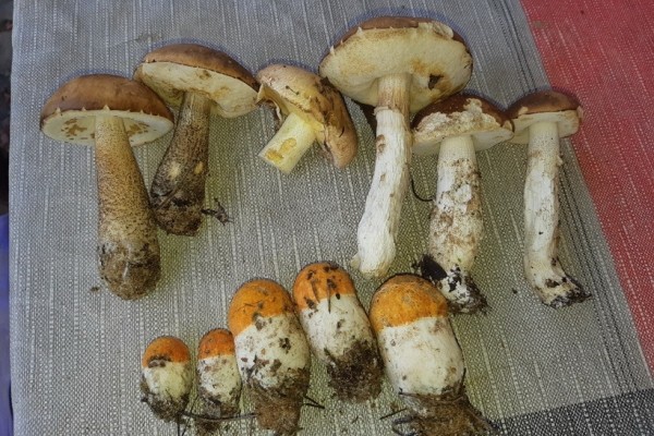 Грибы лезут по головам — это вообще легально? Ученый объясняет, что происходит