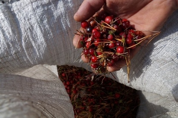 Жители украинского приграничья с 1 июля могут собирать дикоросы в Столинском районе