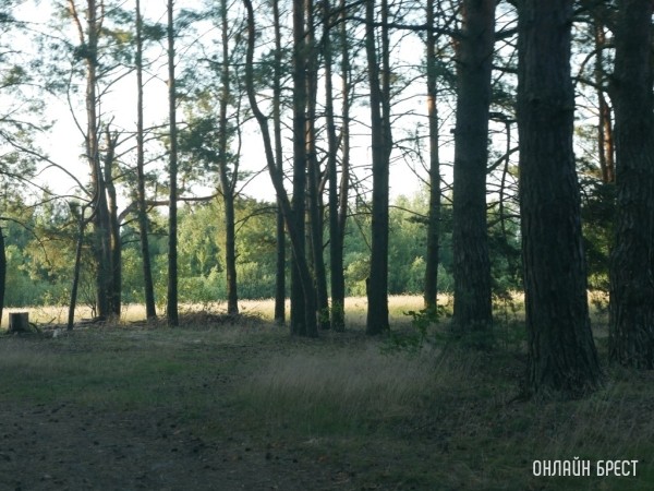 Собираетесь провести выходные в лесу? Проверьте, не запрещено ли это Собираетесь провести выходные в лесу? Проверьте, не запрещено ли это