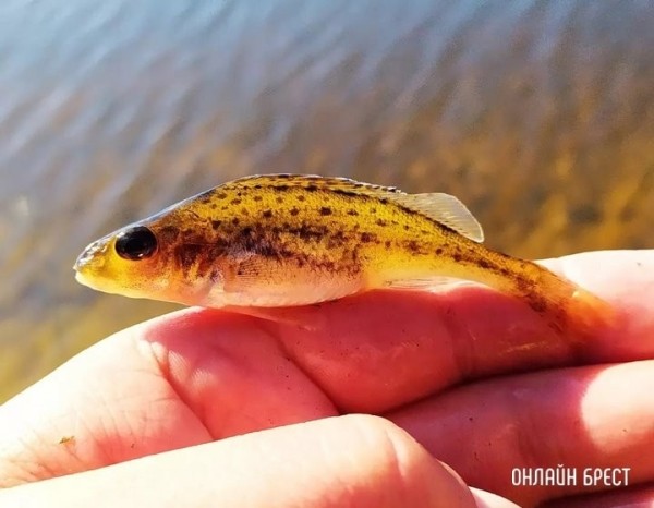 Более 50 прудов и карьеров предлагают в аренду для товарного рыбоводства в Брестской области Более 50 прудов и карьеров предлагают в аренду для товарного рыбоводства в Брестской области