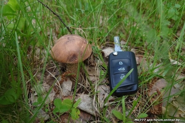 Грибы лезут по головам — это вообще легально? Ученый объясняет, что происходит