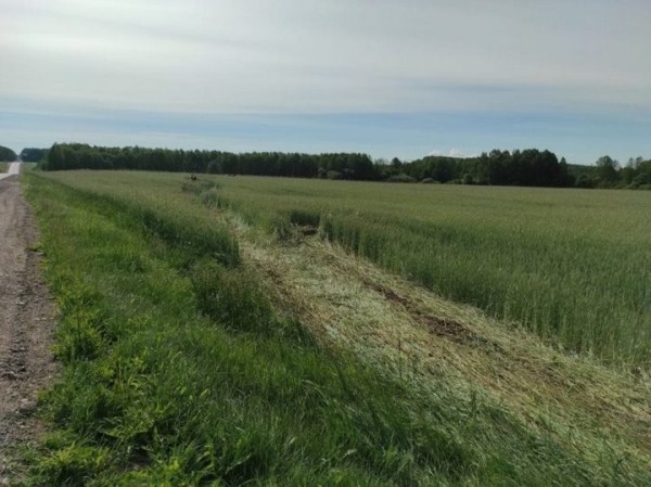 Вылетел из салона на 20 метров. В Беларуси водитель Audi получил тяжелые травмы, избегая столкновения с косулей