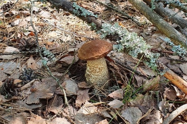Грибы лезут по головам — это вообще легально? Ученый объясняет, что происходит
