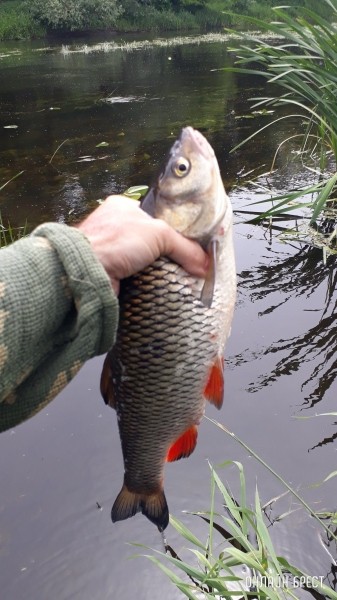 Улов жителя Бреста - https://onlinebrest.by/publikacii/ulov-zhitelya-bresta-2.html
Улов жителя Бреста - https://onlinebrest.by/publikacii/ulov-zhitelya-bresta-2.html