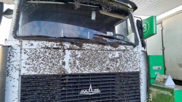 «Такого не видели нигде и никогда». Атака насекомых на трассе М6 «Такого не видели нигде и никогда». Атака насекомых на трассе М6