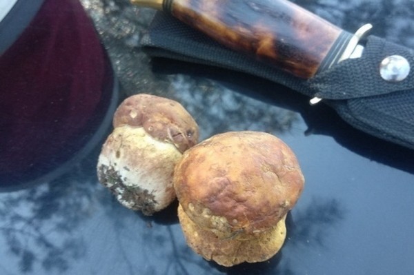 Грибы лезут по головам — это вообще легально? Ученый объясняет, что происходит