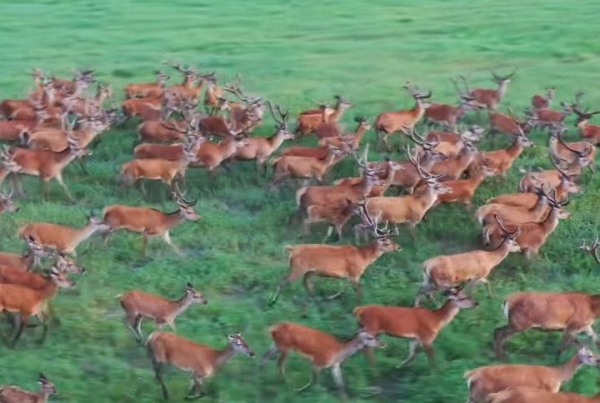 Беловежская пуща. Смотрим на животных с высоты
Беловежская пуща. Смотрим на животных с высоты