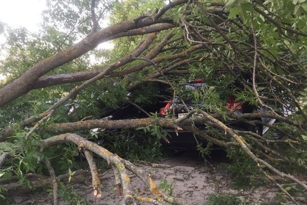 Как владелица взыскала ущерб за разбитый деревом Nissan Как владелица взыскала ущерб за разбитый деревом Nissan