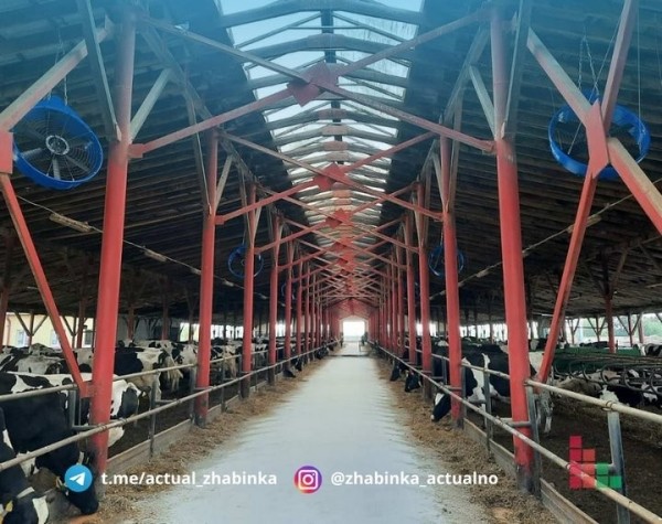 В Жабинковском районе установили вентиляторы, чтобы сохранить надои молока В Жабинковском районе установили вентиляторы, чтобы сохранить надои молока