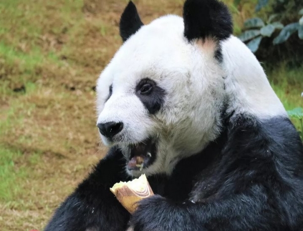 Старейшая в мире панда умерла в Гонконге