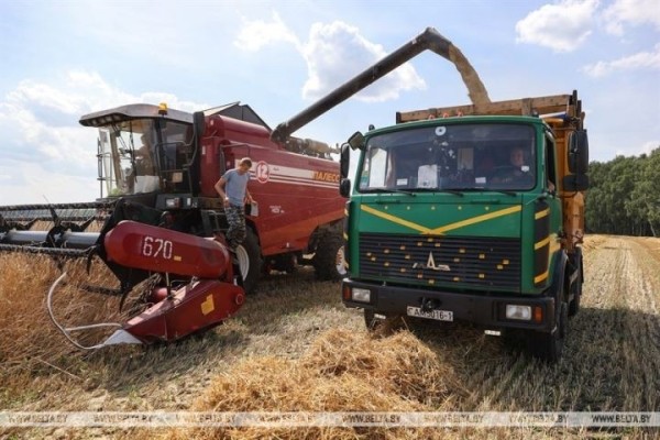 Уборка хлебов уже стартовала на Брестчине