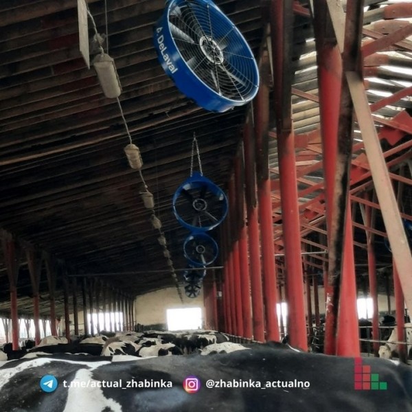 В Жабинковском районе установили вентиляторы, чтобы сохранить надои молока В Жабинковском районе установили вентиляторы, чтобы сохранить надои молока