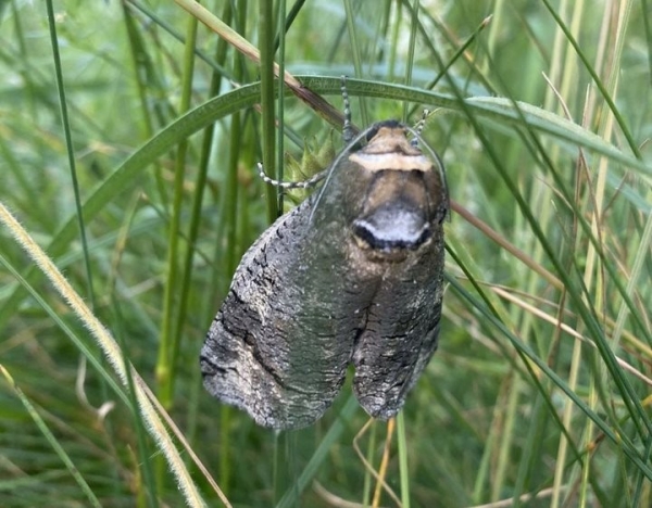 Под Брестом обнаружили вредную бабочку