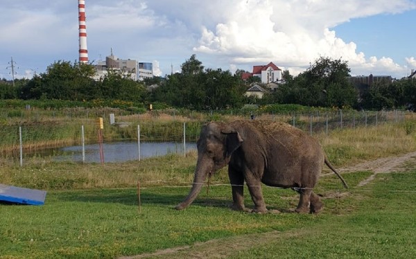 В Барановичах по улице гулял... слон! В Барановичах по улице гулял... слон!