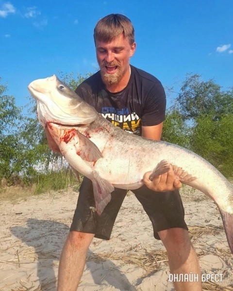 Громадный толстолобик попался рыбаку в Брестской области