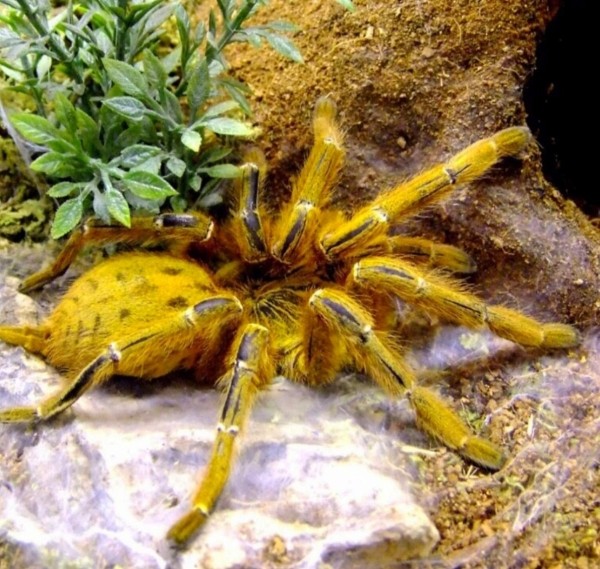 Нашествие пауков-гигантов, скорпионов, ящериц и тарантулов в Бресте. Приходи на выставку «Опасные и прекрасные» в кинотеатре «Беларусь» Нашествие пауков-гигантов, скорпионов, ящериц и тарантулов в Бресте. Приходи на выставку «Опасные и прекрасные» в кинотеатре «Беларусь»