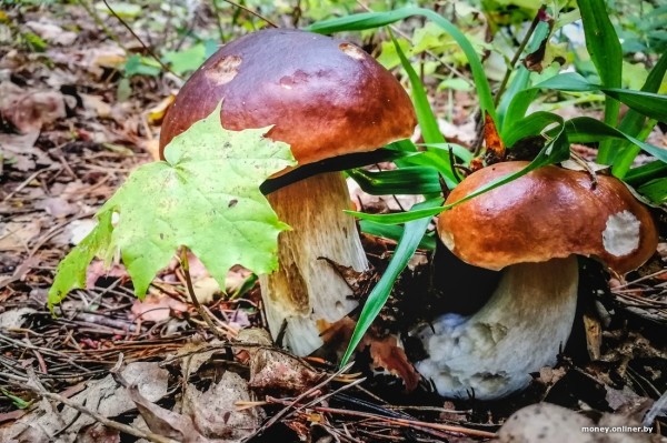 «Живем на 1100 рублей и за год отложили $9 тысяч». Бюджет молодой семьи, которая копит на квартиру