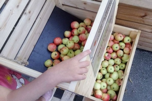 Организации начали массовую закупку яблок у населения. Почем берут? Организации начали массовую закупку яблок у населения. Почем берут?