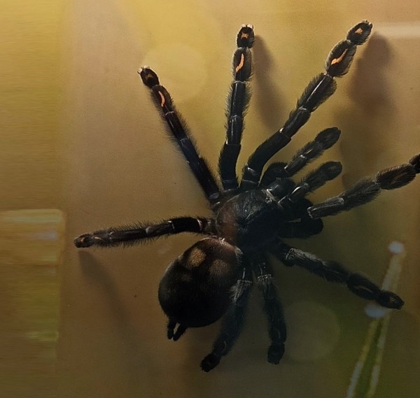 Нашествие пауков-гигантов, скорпионов, ящериц и тарантулов в Бресте. Приходи на выставку «Опасные и прекрасные» в кинотеатре «Беларусь» Нашествие пауков-гигантов, скорпионов, ящериц и тарантулов в Бресте. Приходи на выставку «Опасные и прекрасные» в кинотеатре «Беларусь»