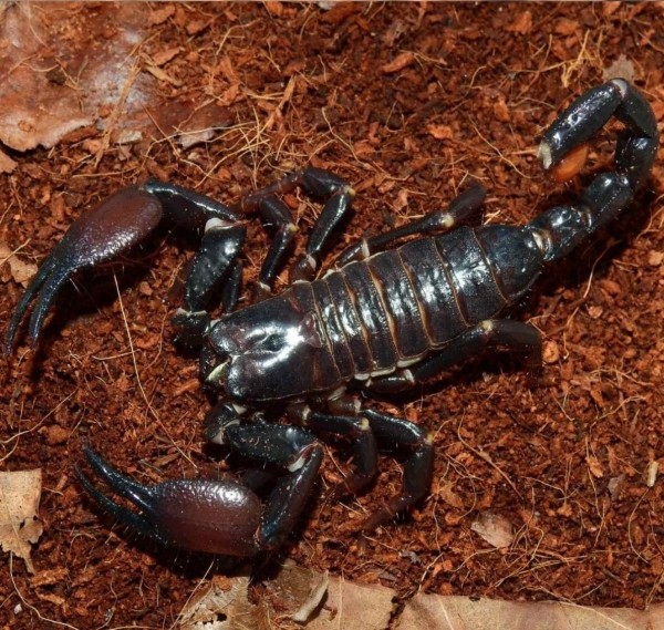 Нашествие пауков-гигантов, скорпионов, ящериц и тарантулов в Бресте. Приходи на выставку «Опасные и прекрасные» в кинотеатре «Беларусь» Нашествие пауков-гигантов, скорпионов, ящериц и тарантулов в Бресте. Приходи на выставку «Опасные и прекрасные» в кинотеатре «Беларусь»