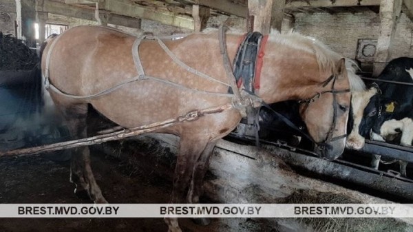 Конокрад в Ляховичах едва не погиб под копытами от своей добычи Конокрад в Ляховичах едва не погиб под копытами от своей добычи