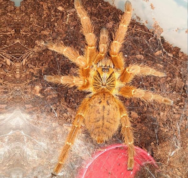 Нашествие пауков-гигантов, скорпионов, ящериц и тарантулов в Бресте. Приходи на выставку «Опасные и прекрасные» в кинотеатре «Беларусь» Нашествие пауков-гигантов, скорпионов, ящериц и тарантулов в Бресте. Приходи на выставку «Опасные и прекрасные» в кинотеатре «Беларусь»