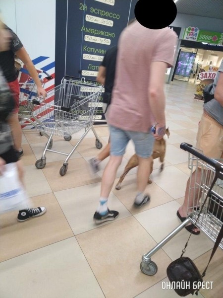 
                Читатель: В Евроопте на Варшавке парень с таким пёселем ходил, без намордника
            