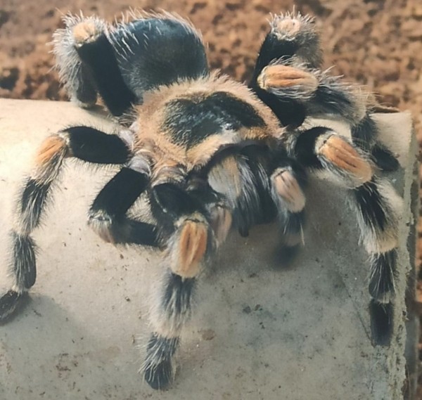 Нашествие пауков-гигантов, скорпионов, ящериц и тарантулов в Бресте. Приходи на выставку «Опасные и прекрасные» в кинотеатре «Беларусь» Нашествие пауков-гигантов, скорпионов, ящериц и тарантулов в Бресте. Приходи на выставку «Опасные и прекрасные» в кинотеатре «Беларусь»