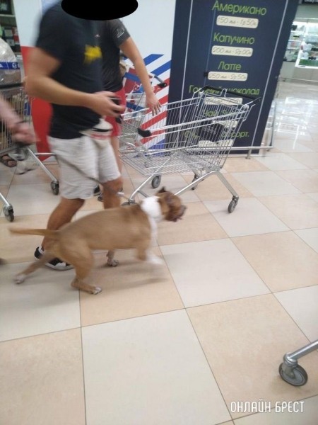 
                Читатель: В Евроопте на Варшавке парень с таким пёселем ходил, без намордника
            