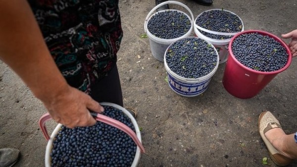 Дикорастущий бизнес: белорусы хорошо заработали на чернике, пошли грибы