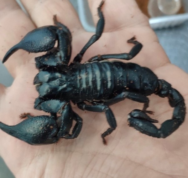 Нашествие пауков-гигантов, скорпионов, ящериц и тарантулов в Бресте. Приходи на выставку «Опасные и прекрасные» в кинотеатре «Беларусь» Нашествие пауков-гигантов, скорпионов, ящериц и тарантулов в Бресте. Приходи на выставку «Опасные и прекрасные» в кинотеатре «Беларусь»