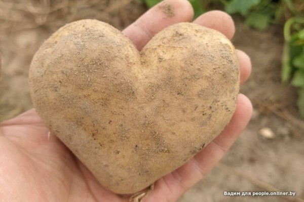 В Кобрине картошки сразу стараются расти размером с ведро. Чем еще удивляют белорусские овощи В Кобрине картошки сразу стараются расти размером с ведро. Чем еще удивляют белорусские овощи