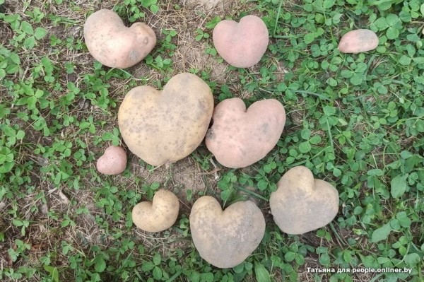 В Кобрине картошки сразу стараются расти размером с ведро. Чем еще удивляют белорусские овощи В Кобрине картошки сразу стараются расти размером с ведро. Чем еще удивляют белорусские овощи