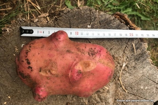 В Кобрине картошки сразу стараются расти размером с ведро. Чем еще удивляют белорусские овощи В Кобрине картошки сразу стараются расти размером с ведро. Чем еще удивляют белорусские овощи