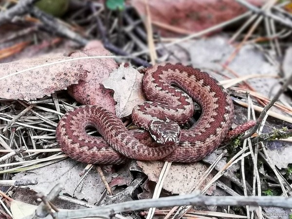 Гадюки действительно убивают? Истории реальных белорусов, которых кусала змея