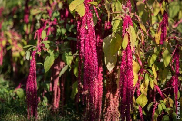 «Высадил рассаду на 11 тысяч долларов». Как обычный парень из Бреста создал сад с тысячами растений на 2 гектарах