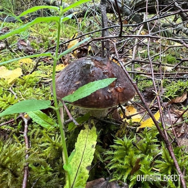 
                Читатель: Грибная «охота» удалась :)
            