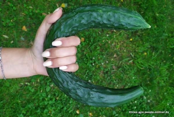 В Кобрине картошки сразу стараются расти размером с ведро. Чем еще удивляют белорусские овощи В Кобрине картошки сразу стараются расти размером с ведро. Чем еще удивляют белорусские овощи