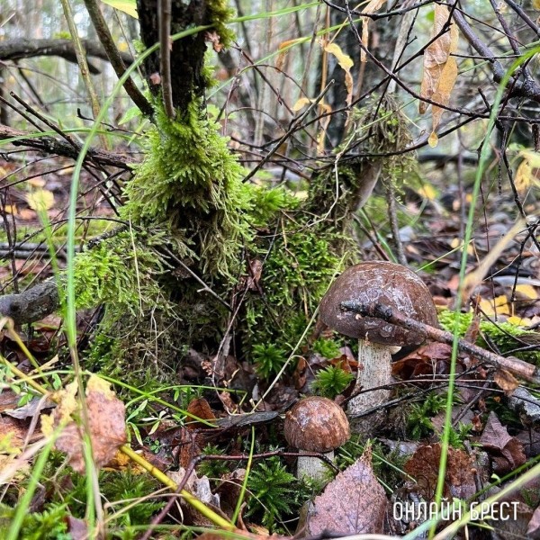 
                Читатель: Грибная «охота» удалась :)
            