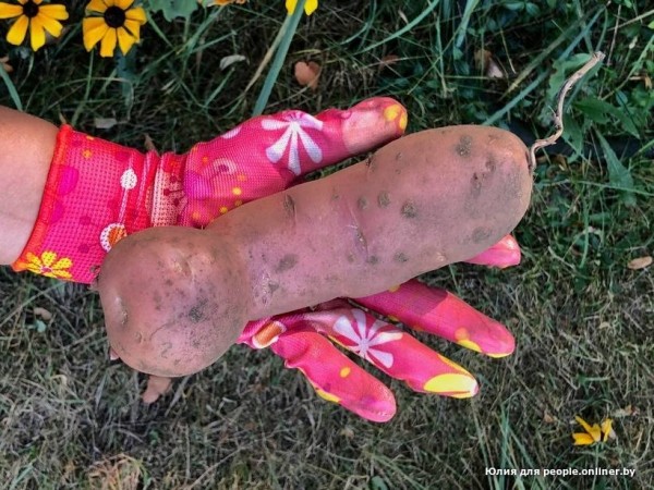 В Кобрине картошки сразу стараются расти размером с ведро. Чем еще удивляют белорусские овощи В Кобрине картошки сразу стараются расти размером с ведро. Чем еще удивляют белорусские овощи