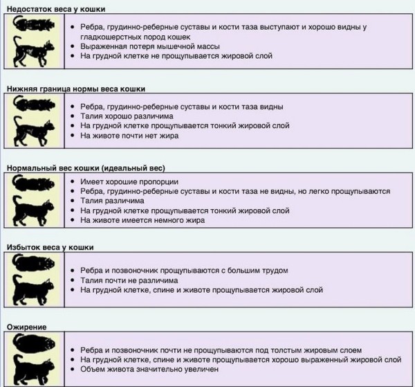 Толстый – значит милый? Ожирение у домашних животных Толстый – значит милый? Ожирение у домашних животных
