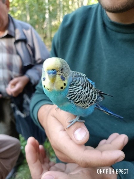 Читатель: Парк Воинов-интернационалистов. Чей попугайчик улетел?
Читатель: Парк Воинов-интернационалистов. Чей попугайчик улетел?