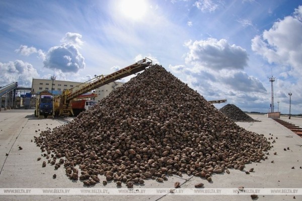 Жабинковский сахарный завод начинает переработку свеклы. Репортаж