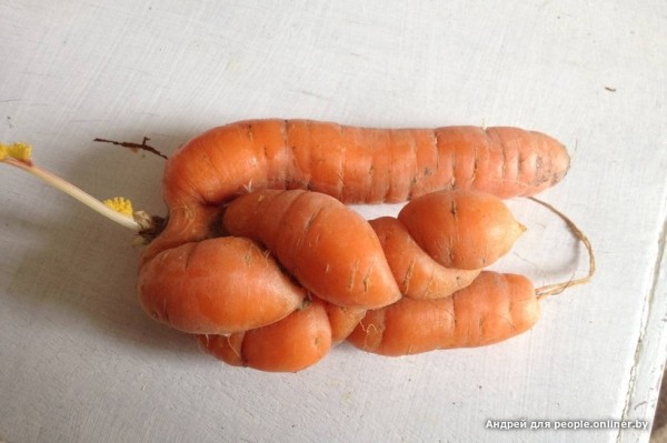 В Кобрине картошки сразу стараются расти размером с ведро. Чем еще удивляют белорусские овощи В Кобрине картошки сразу стараются расти размером с ведро. Чем еще удивляют белорусские овощи