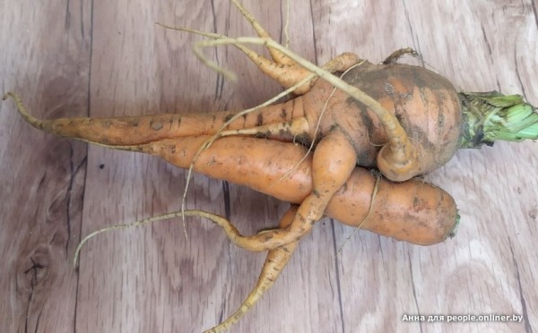 В Кобрине картошки сразу стараются расти размером с ведро. Чем еще удивляют белорусские овощи В Кобрине картошки сразу стараются расти размером с ведро. Чем еще удивляют белорусские овощи