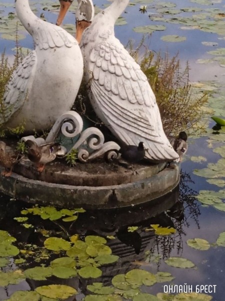 
                Читатель: В Бресте на Набережной заметили интересную птичку. Как нам сказали - это Лысуха (разновидность уток)
            