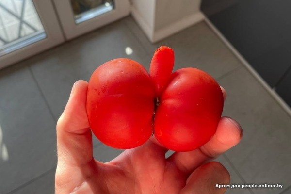 В Кобрине картошки сразу стараются расти размером с ведро. Чем еще удивляют белорусские овощи В Кобрине картошки сразу стараются расти размером с ведро. Чем еще удивляют белорусские овощи