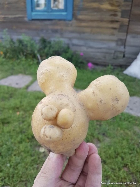 В Кобрине картошки сразу стараются расти размером с ведро. Чем еще удивляют белорусские овощи В Кобрине картошки сразу стараются расти размером с ведро. Чем еще удивляют белорусские овощи