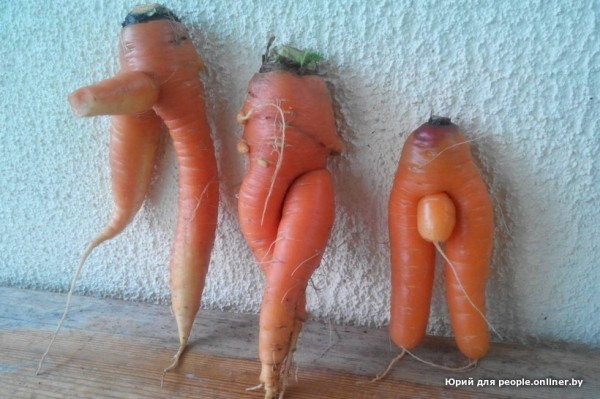 В Кобрине картошки сразу стараются расти размером с ведро. Чем еще удивляют белорусские овощи В Кобрине картошки сразу стараются расти размером с ведро. Чем еще удивляют белорусские овощи